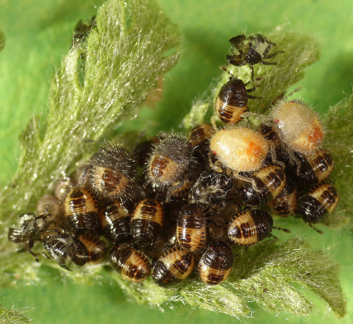 Die Beerenwanzen-Nymphen (Dolycoris baccarum) verändern sich rapide