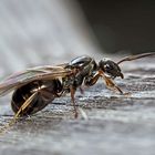 Die beflügelte kleine Ameise!  -  Une petite fourmi ailée...