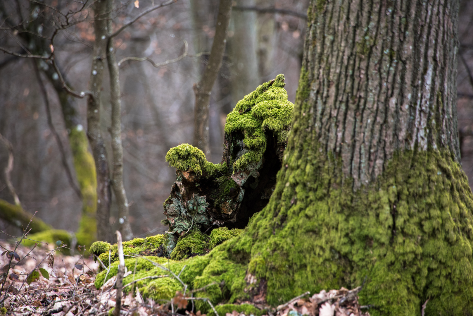 Die Begegnung der anderen Art im Wald