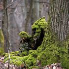 Die Begegnung der anderen Art im Wald