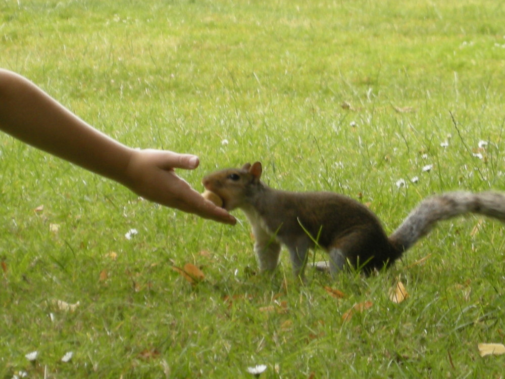 Die Begegung mit dem Hörnchen