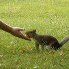 Die Begegung mit dem Hörnchen