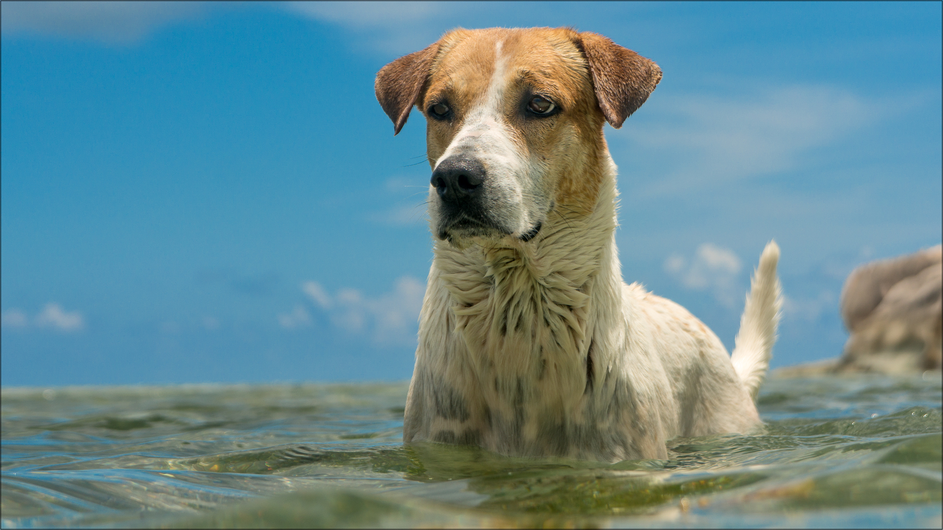 Die Begrüßung Foto & Bild wasser, wolken, hunde Bilder auf