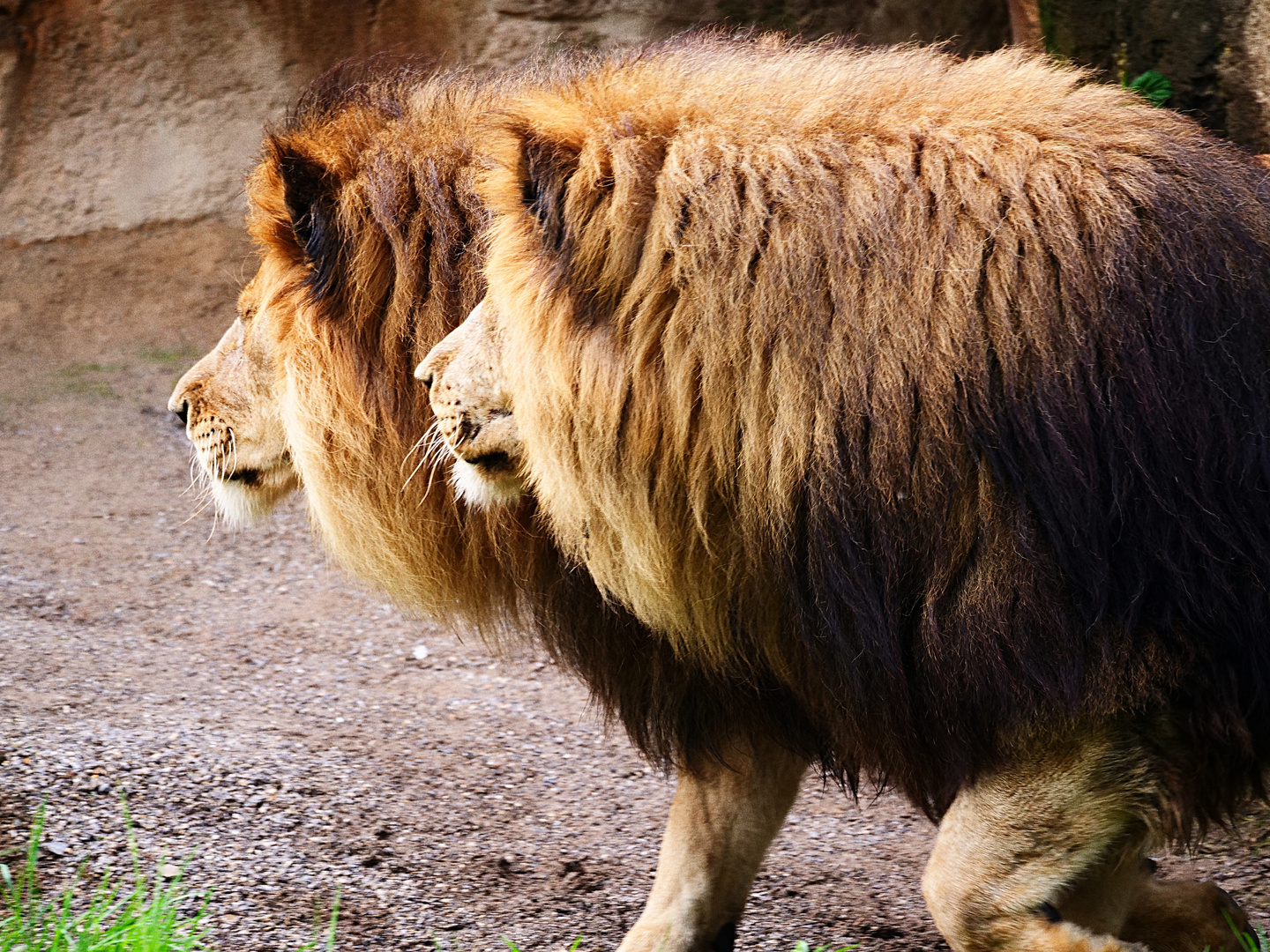 Die beiden Brüder im Grünen Zoo Wuppertal