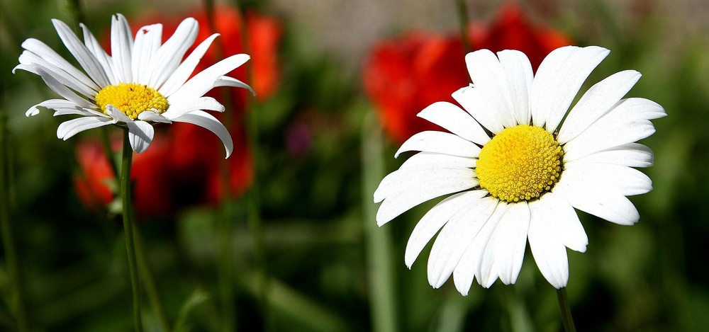 Die beiden Gänseblüten