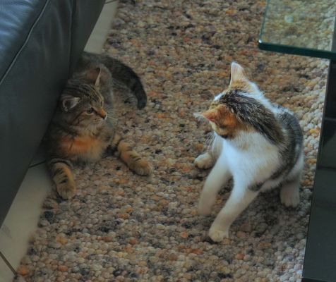 die beiden Geschwister beim Spielen