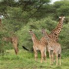 Die beiden Giraffenkinder 