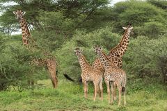 Die beiden Giraffenkinder 