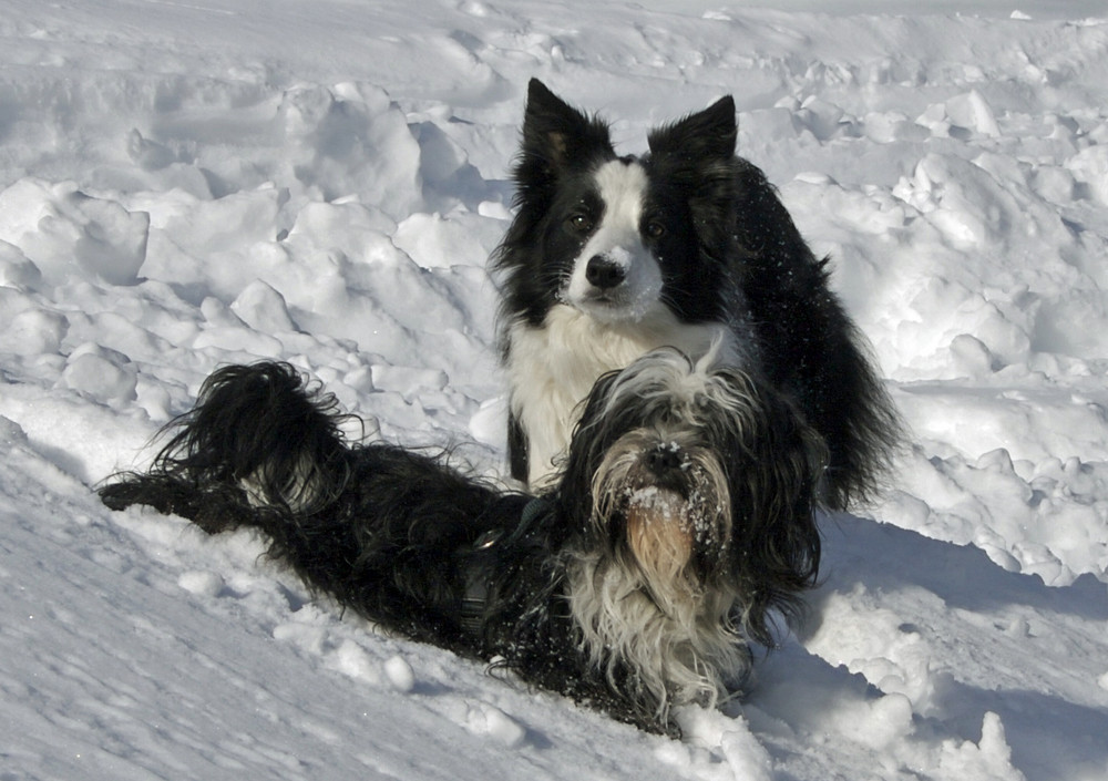 Die beiden Grazien im Schnee