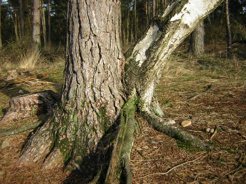 Die beiden haben eine "Baumehe" eingegangen