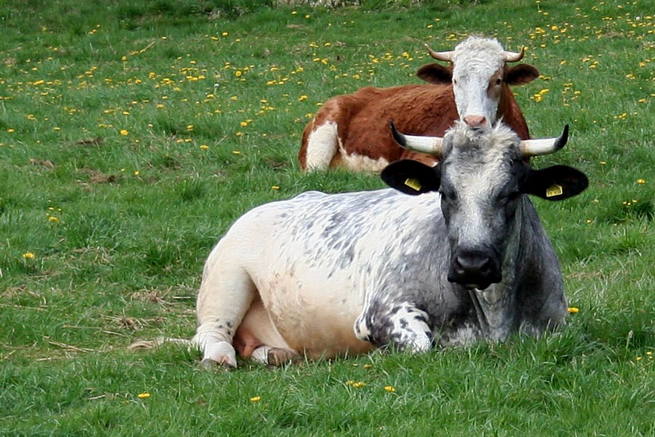 die beiden haben sie noch...