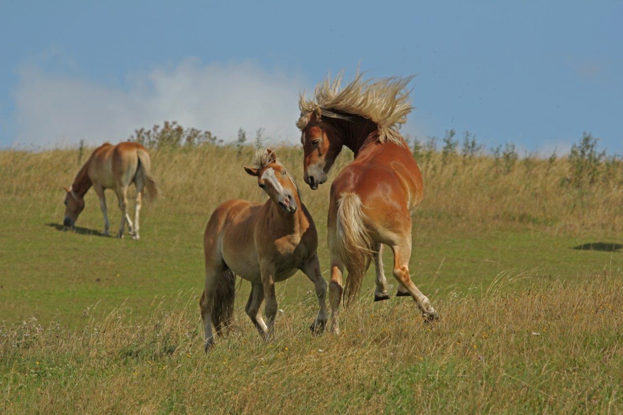 Die beiden Haflinger...