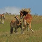 Die beiden Haflinger...