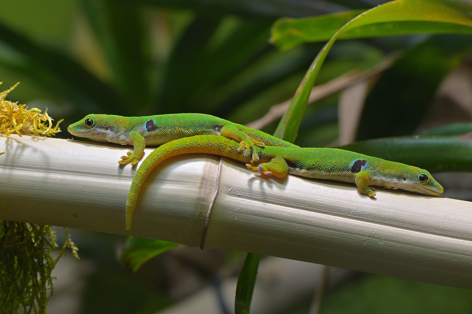 Die beiden Pfauenaugen Taggeckos