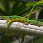 Die beiden Pfauenaugen Taggeckos