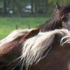 Die beiden schein sich zu mögen