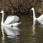 Die beiden Schwäne im Ortsteich