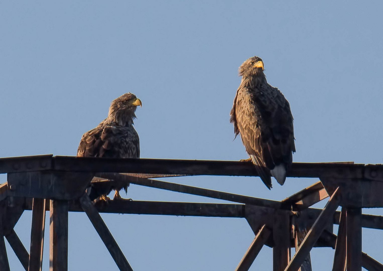 Die beiden Seeadler ...