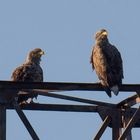 Die beiden Seeadler ...