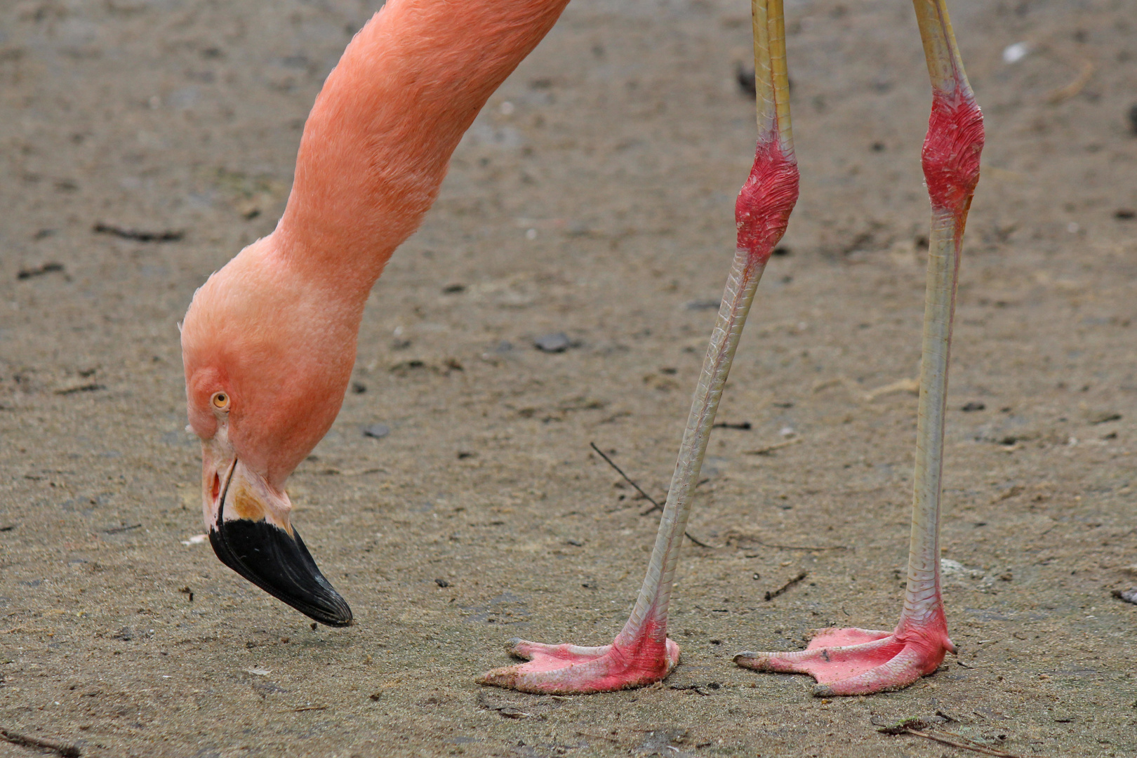 Die Beine des Flamingos