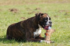 Die Beißwurst ist nicht Boxerfest