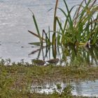 Die Bekassine Vogel des Jahres 2012