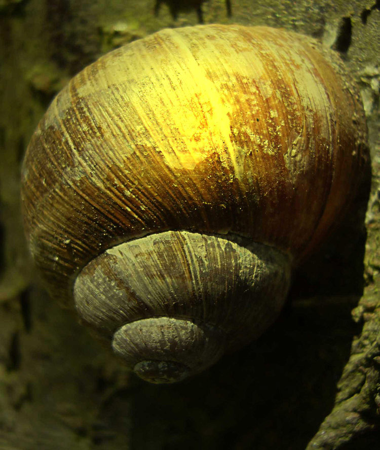 Die beleuchtete Schnecke