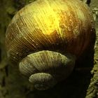 Die beleuchtete Schnecke