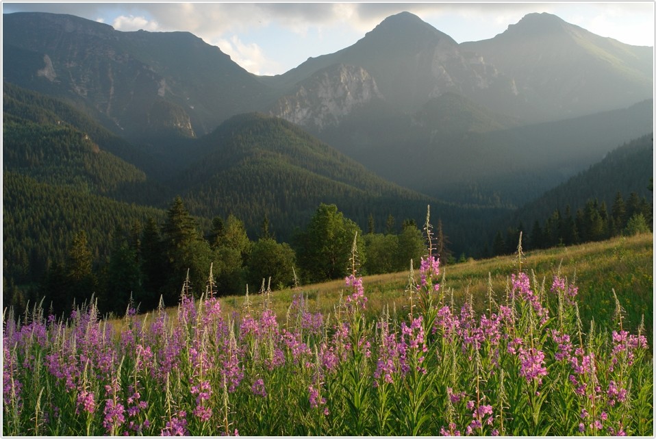 Die Belianske Tatry (Weiße Tatra) von den Wiesen bei Zdiar gesehen