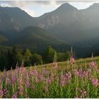 Die Belianske Tatry (Weiße Tatra) von den Wiesen bei Zdiar gesehen