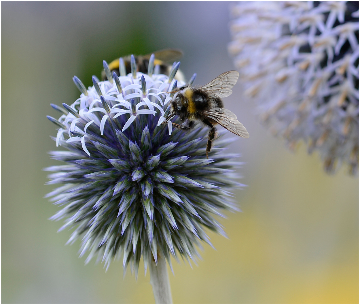 Die beliebte Honigdistel