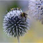 Die beliebte Honigdistel