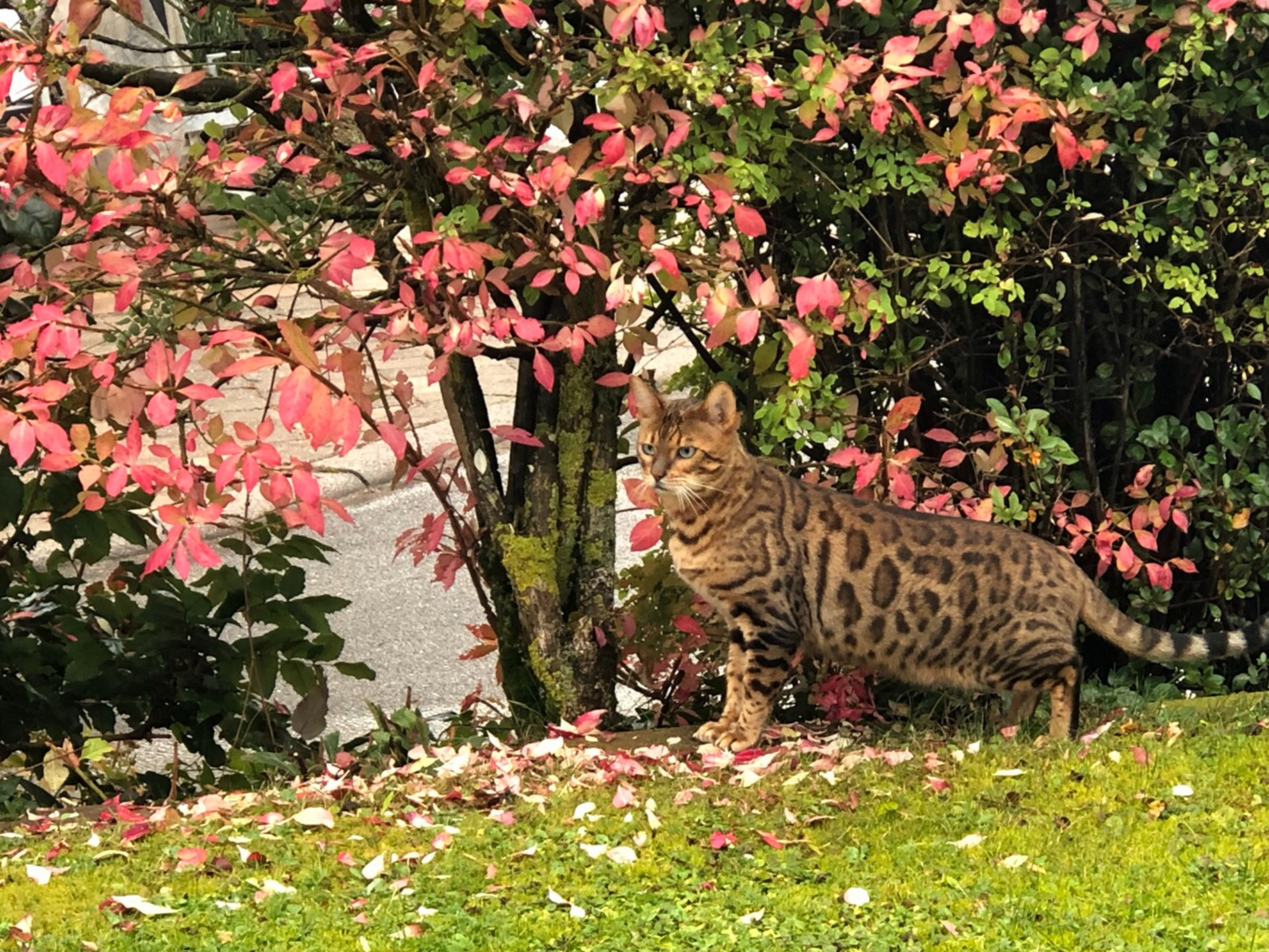 Die Bengalische Katze...