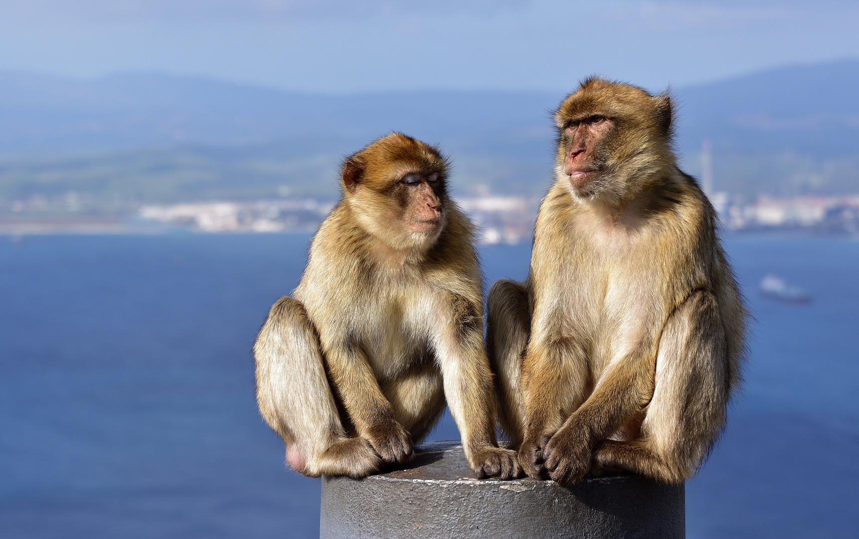 Die Berberaffen auf Gibraltar... 