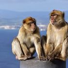 Die Berberaffen auf Gibraltar... 