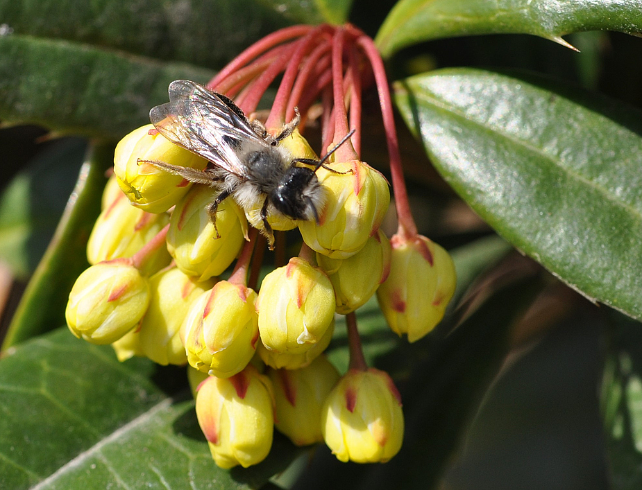 Die Berberitze lockt sehr viele Insekten an...