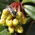 Die Berberitze lockt sehr viele Insekten an...