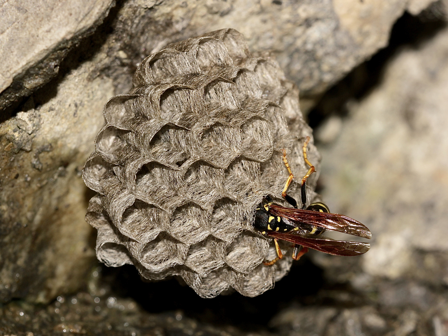 Die Berg-Feldwespe (Polistes biglumis) I