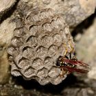 Die Berg-Feldwespe (Polistes biglumis) I