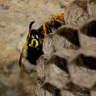 Die Berg-Feldwespe (Polistes biglumis) II