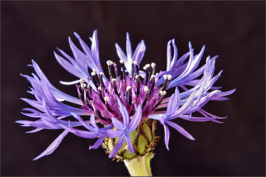 Die Berg-Flockenblume , Centaurea montana