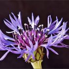 Die Berg-Flockenblume , Centaurea montana