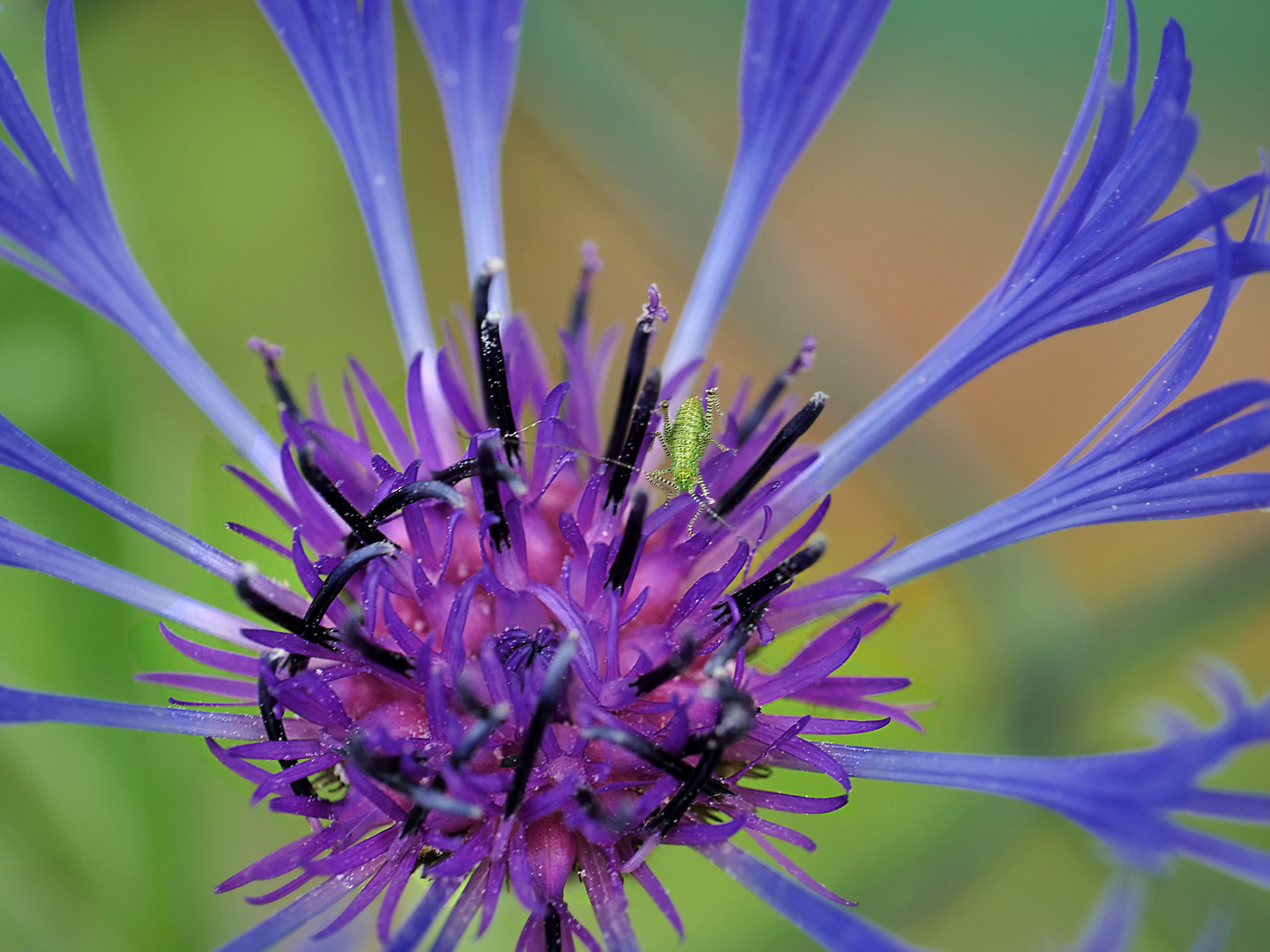 die Berg-Flockenblume mit Besuch...