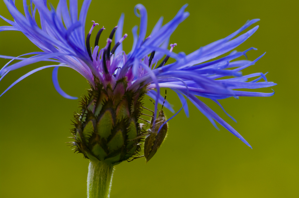 Die Berg-Flockenblume-Wanze