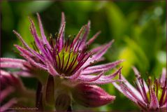 Die Berg-Hauswurz (Sempervivum montanum)