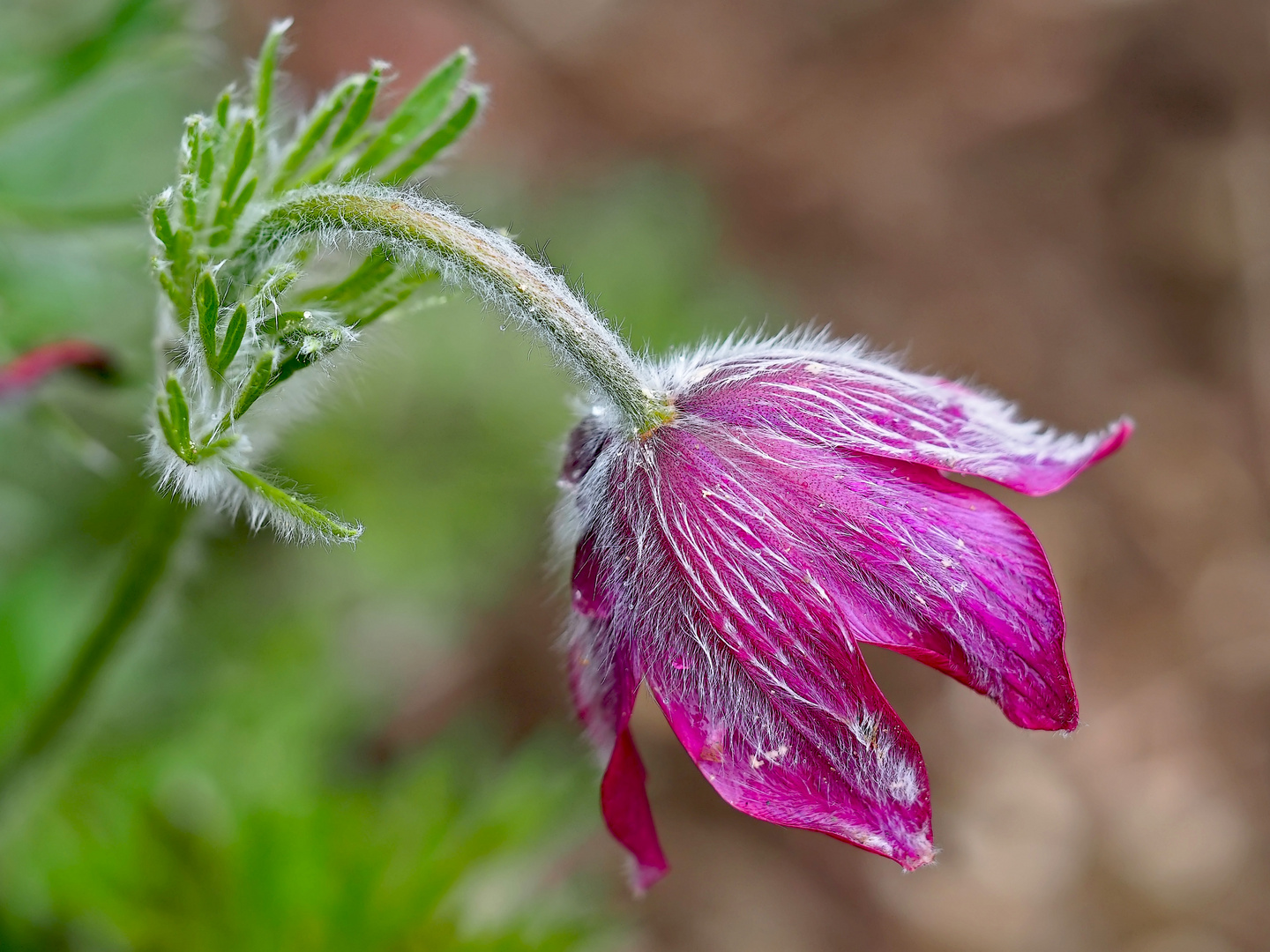 Die Berg-Kuhschelle (Pulsatilla montana), ein herrliches Geschenk vom Frühling. 