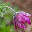 Die Berg-Kuhschelle (Pulsatilla montana), ein herrliches Geschenk vom Frühling. 