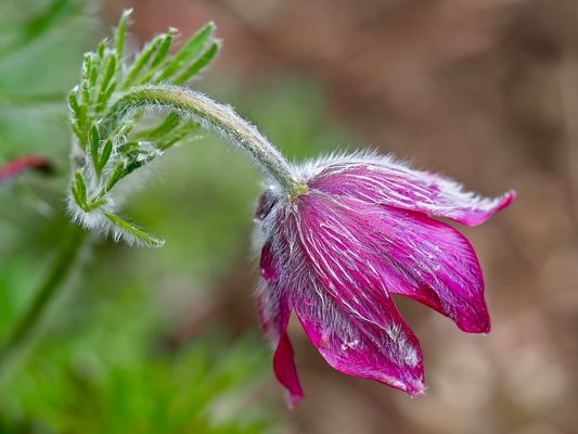 Die Berg-Kuhschelle (Pulsatilla montana), ein herrliches Geschenk vom Frühling. 