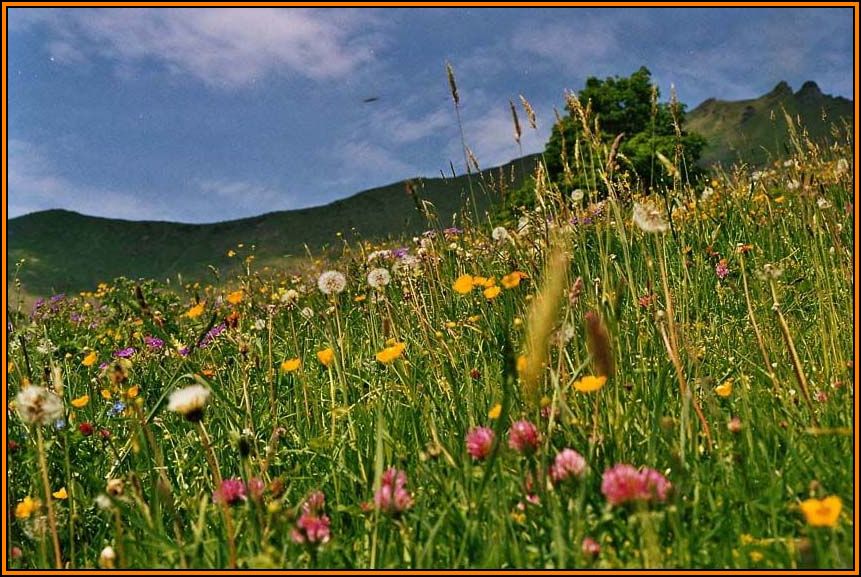 die bergblumenwiese