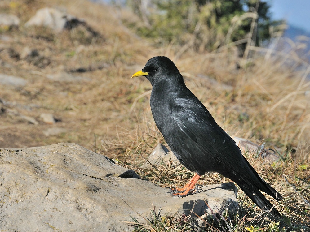 Die Bergdohle hofft auf Futter